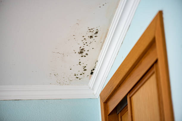 Best Emergency Mold Removal  in Savannah, MO