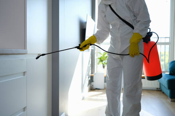 Best Mold Damage Repair  in Savannah, MO