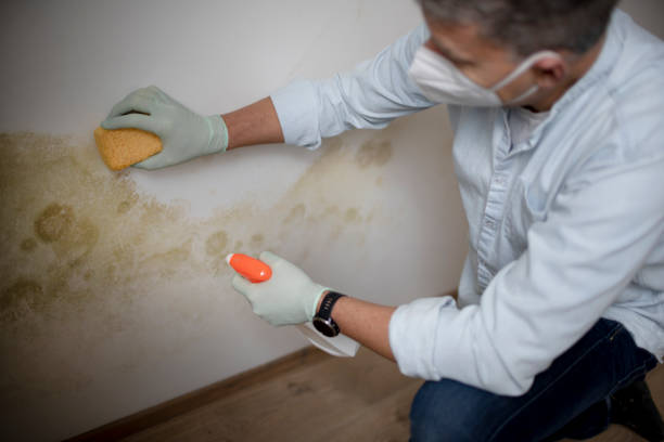 Best Commercial Mold Removal  in Savannah, MO