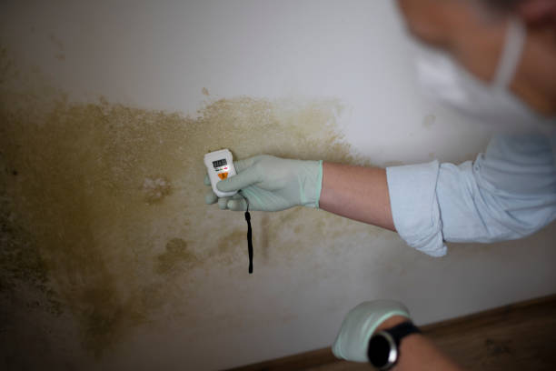 Best Black Mold Removal  in Savannah, MO