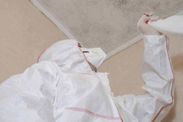 Best Same-Day Mold Removal  in Savannah, MO