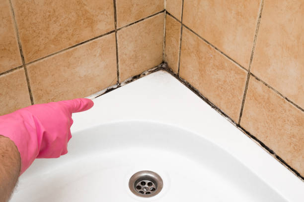 Best Mold Damage Repair  in Savannah, MO